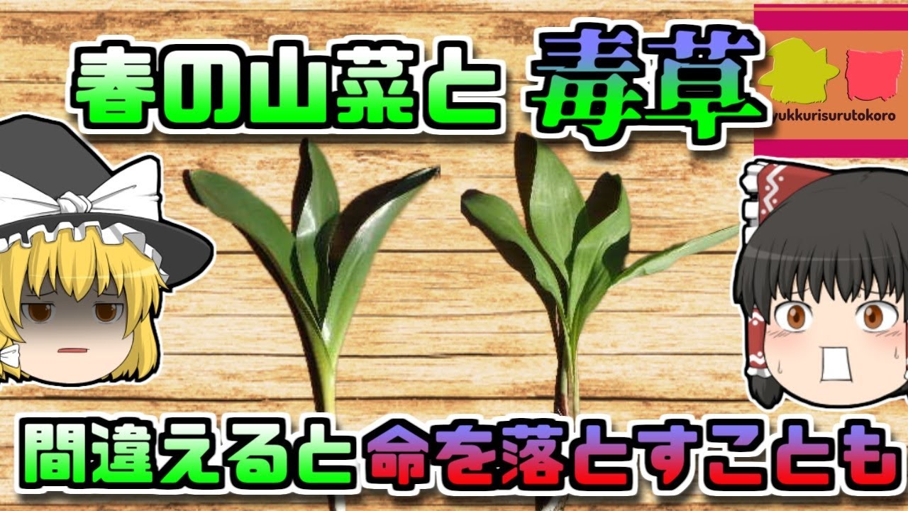 【2018年北海道】皮膚の感覚が無くなる…？美味しい山菜と『絶対に食べてはいけない草』を間違えてしまった男性【ゆっくり解説】