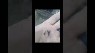 Shark Teeth Found 100ft Deep by A Water Well Driller in Maryland