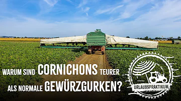 Was ist der Unterschied zwischen Cornichons und Gurken?