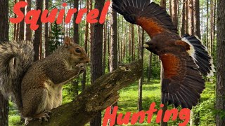 Squirrel Hunting With Harris Hawks