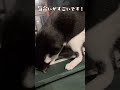 【TOTO NICO VS カエル】 #三毛猫 #ハチワレ