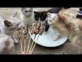 Kittens Living the High Life: Kebabs and Craft Beers Galore!