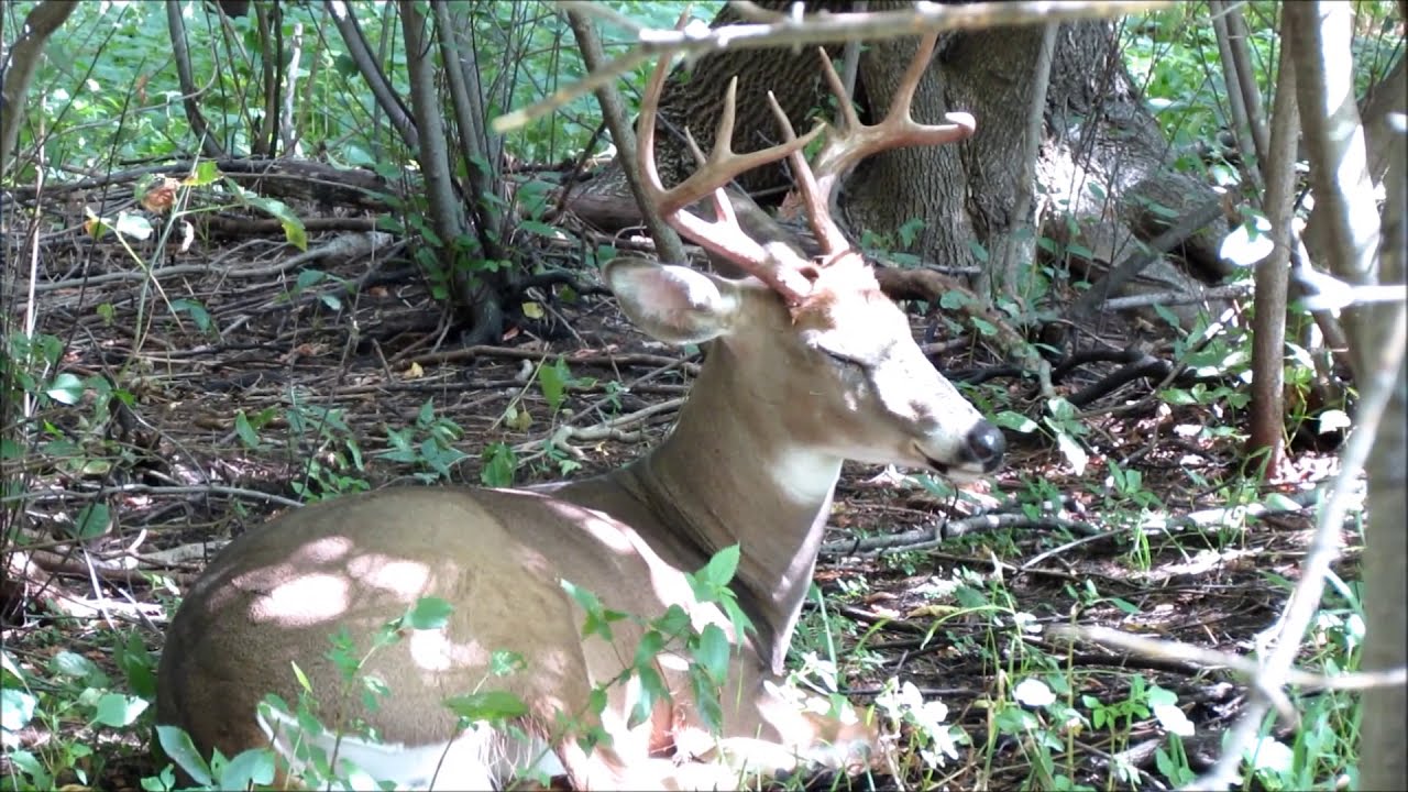 Sleeping White-Tailed Deer