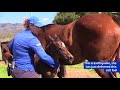 Staff Stories | Foaling Midwife Kelly Frost