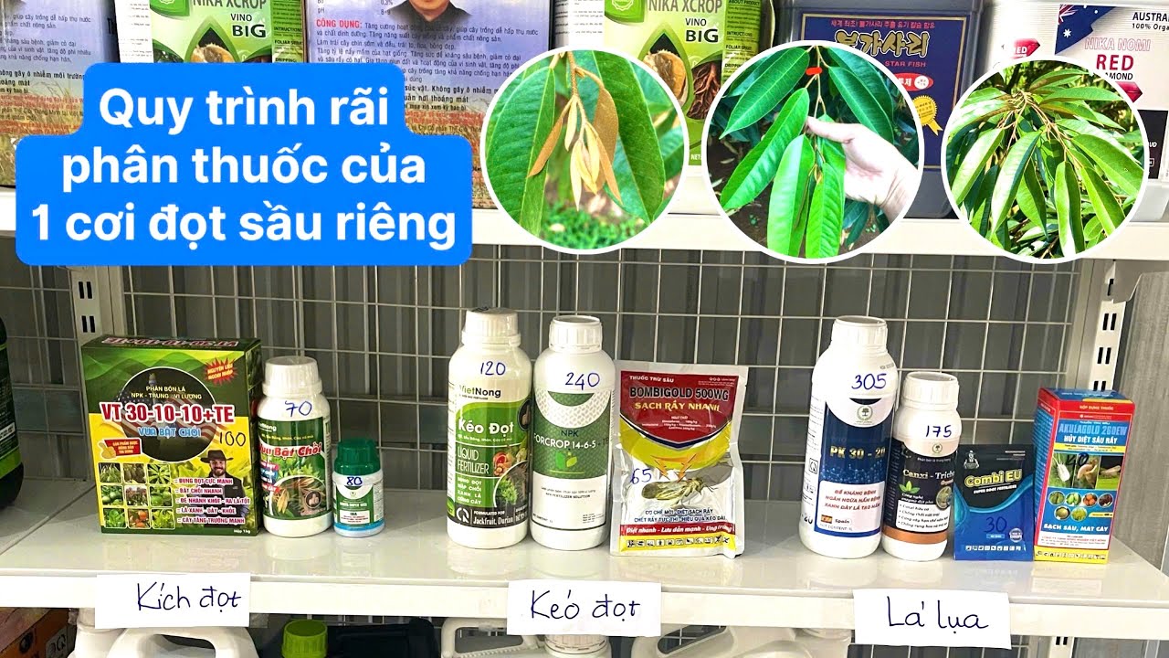 Quy trình RÃI PHÂN + XỊT THUỐC chi tiết của 1 cơi đọt sầu riêng, từ kích đọt đến lá già