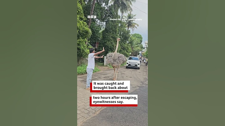 Ostrich roaming the streets in Kerala goes viral | BBC News India