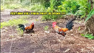 PIKAT AYAM BULU PENINTING /BLOROK TURUN PERDANA