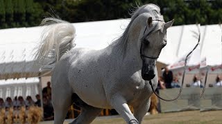 Purebred Arabian horse | World Champion and King of Trot The Legend Ekstern by The legend Monogramm