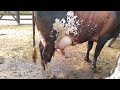 Uma das melhores vacas aqui do curral