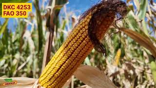13 ტონა ჰექტარზე! DEKALB-ის ახალი ჯიში DKC 4253 FAO 350 | საცდელი ნაკვეთის მიმოხილვა