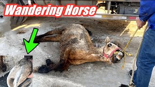 Rescue this homeless horse that is tortured by hooves!Its hooves are deforming crazily