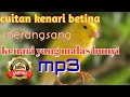 Cuitan kenari betina merangsang kenari yang malas bunyi