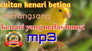 Cuitan kenari betina merangsang kenari yang malas bunyi