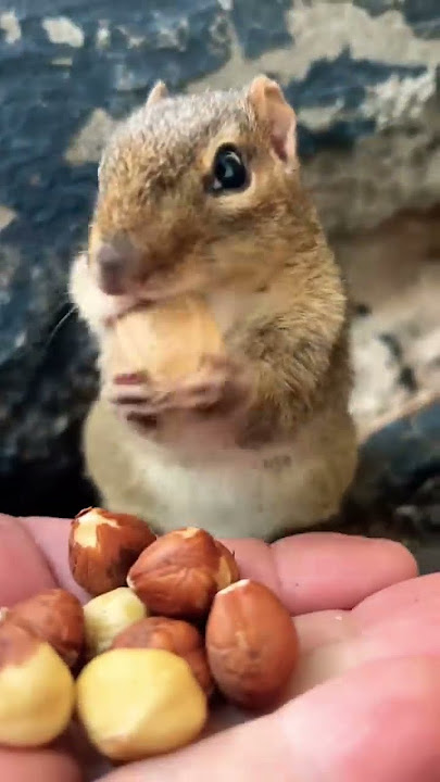 Squishy is back to fill the cheeks #shorts #chipmunks #cute #squishy