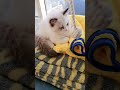 최면걸기!! 안 걸리네.... #고양이 #cat #랙돌 #ragdoll