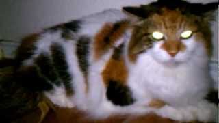 VIDEO0009.3gp
