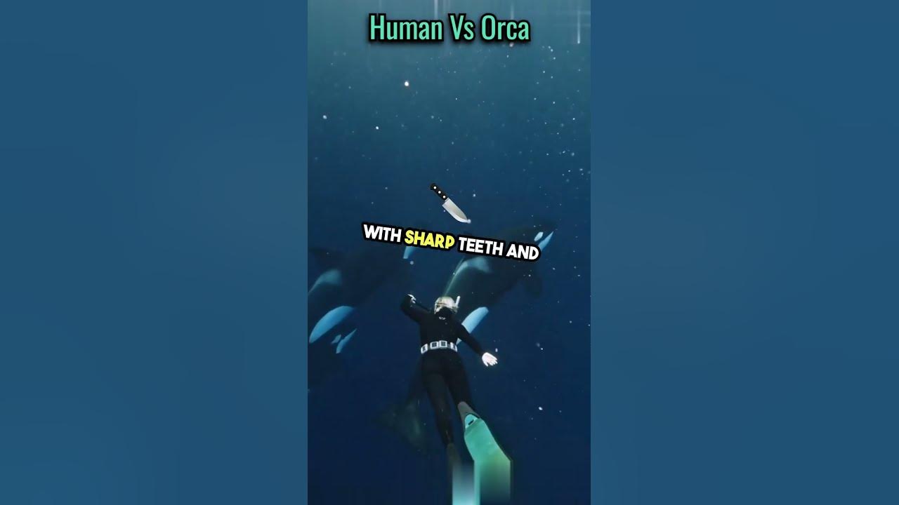 can-a-human-beat-a-orca-aka-killer-whale-shorts-science-facts-youtube
