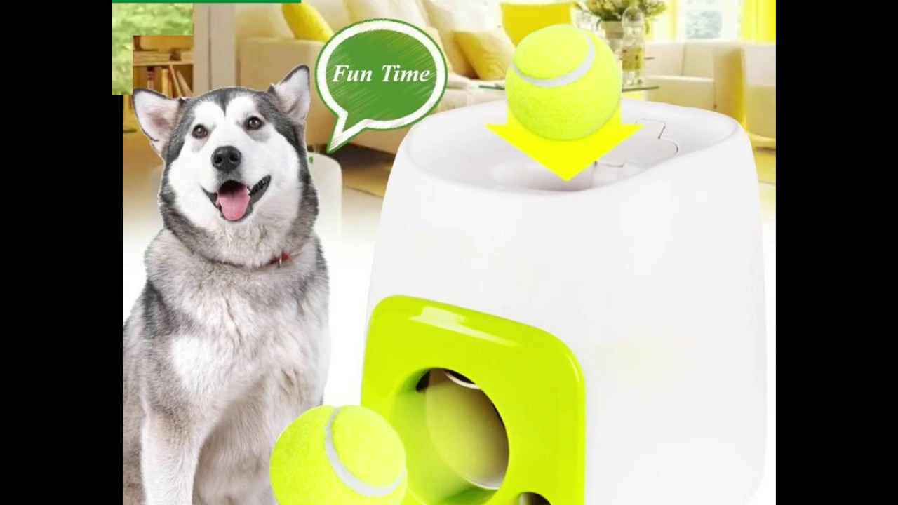 INTERACTIVE AUTOMATIC DOG BALL LAUNCHER - THE BESTDEALTODAY - YouTube