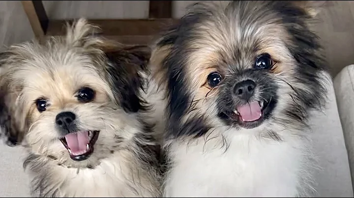 The cutest Pomeranian Shih Tzu puppies (Shiranian)