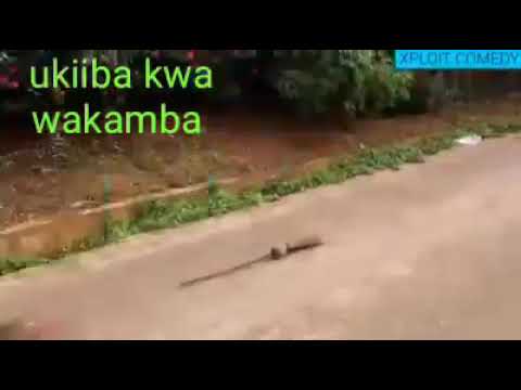 Video: Kuumia Kwa Kamba Ya Umeme Katika Paka