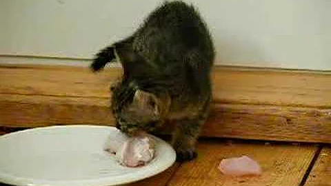 Watch the video about Savannah kitten eating chicken