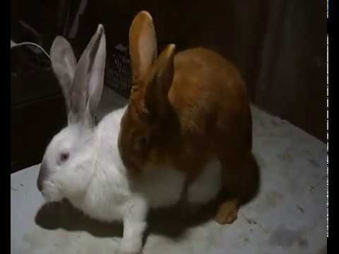 ექსპერიმენტი არასრულწლოვანი \"ხუთშაბათას\" შეჯვარება \"პელიჩთან\" 19/03/20 Случка 3,5 месечний кролчихи