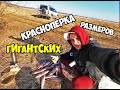 РЫБАЛКА.КРАСНОПЁРКА ОГРОМНЫХ РАЗМЕРОВ ГНЁТ И ЛОМАЕТ СПИННИНГИ.ЛОВИМ ВЁДРАМИ.