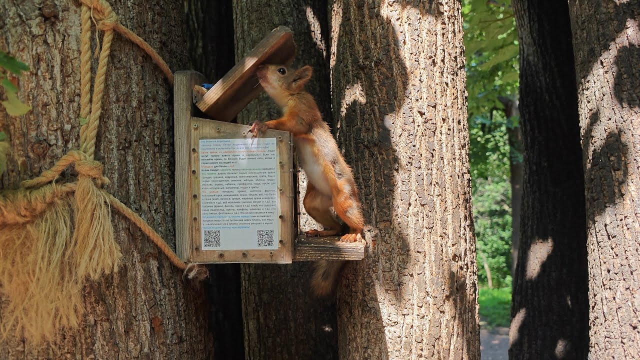 Бельчонок потерял доверие к людям 🤔😕 Baby squirrel's lost his trust in humans