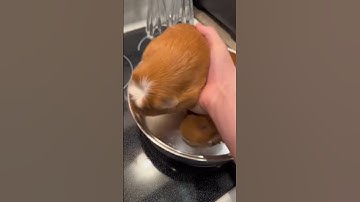 Thumbnail of Cooking Guinea pigs is tasty!! #pets #memes #funny #dog