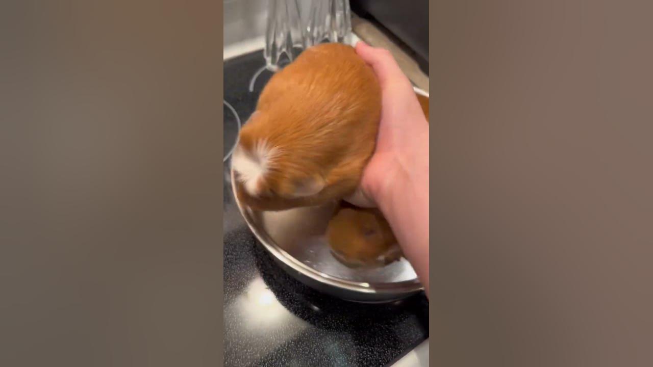 Cooking Guinea pigs is tasty!! #pets #memes #funny #dog Cooking Guinea pigs is tasty!! #pets #memes #funny #dog