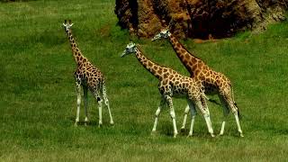 Beautiful Relaxing Music with Giraffe by Nature'sNarratives 14 views 2 months ago 4 minutes, 31 seconds