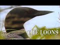 The Loons