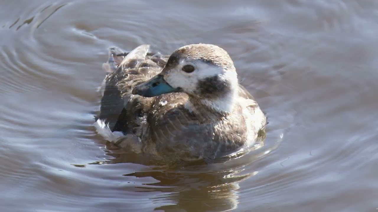 maxresdefault.jpg?sqp=-