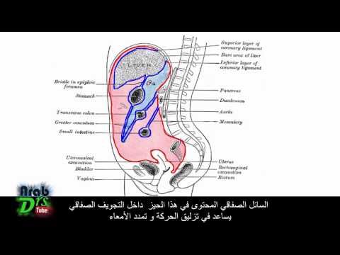 الجوف الصفاقي البريتواني الجزء الأول مقدمة و تعريف تشريح الجهاز الهضمي