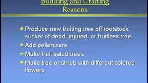 The Home Orchard Part 2