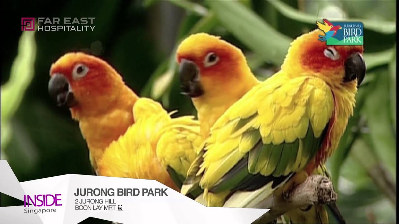 Singapore Zoo Jurong Bird Park And Night Safari Youtube