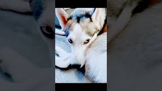 The Best Of New Shorts S Portmaitlanddolly - Best Shorts S 2023. Resimi