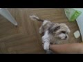 Happy Lhasa Apso Welcomes Owner from Work