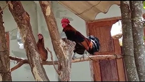 Saib Qaib Ua Si Nyiam Nug Tau Nawb