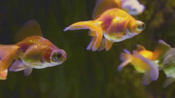 Beginner's Guide to Goldfish Care: Everything You Need to Know