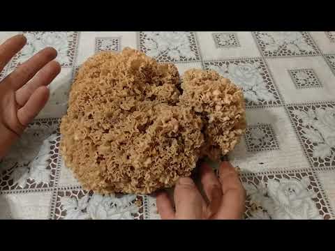 Спарассис курчавый. Лечебный, съедобный, редчайший гриб. Паразит! Грибная капуста, Бараний гриб.