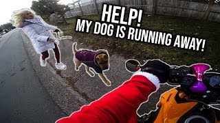 Helping catch a RUNAWAY DOG! by stan the moto man 25,265 views 3 years ago 8 minutes, 28 seconds