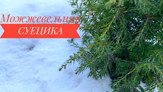 СУЕЦИКА🌱Suecica🌱Вертикальный Можжевельник для небольшого сада