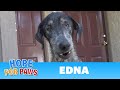 Edna's registered owner thought she was dead for 2 years!!!