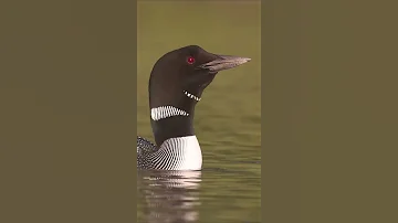 Common Loons Calling 