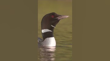 Thumbnail of Common Loons Calling