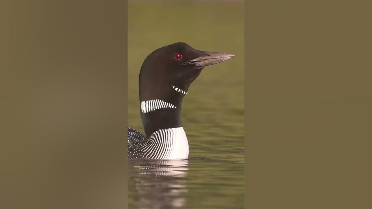 Common loons calling youtube