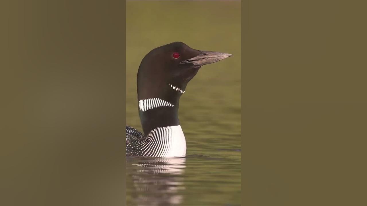 Common Loons Calling