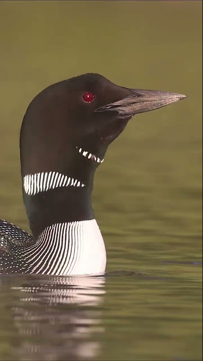 Common Loons Calling