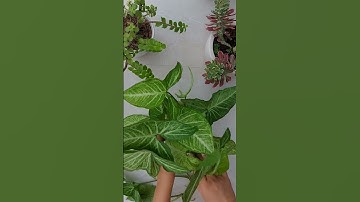 BẠN ĐỪNG BỎ QUA CÁCH TRỒNG CHẬU TRỒNG BÀ TRẮNG THỦY SINH NÀY!VỪA ĐẸP VỪA THANH LỌC KHÔNG KHÍ RẤT TỐT